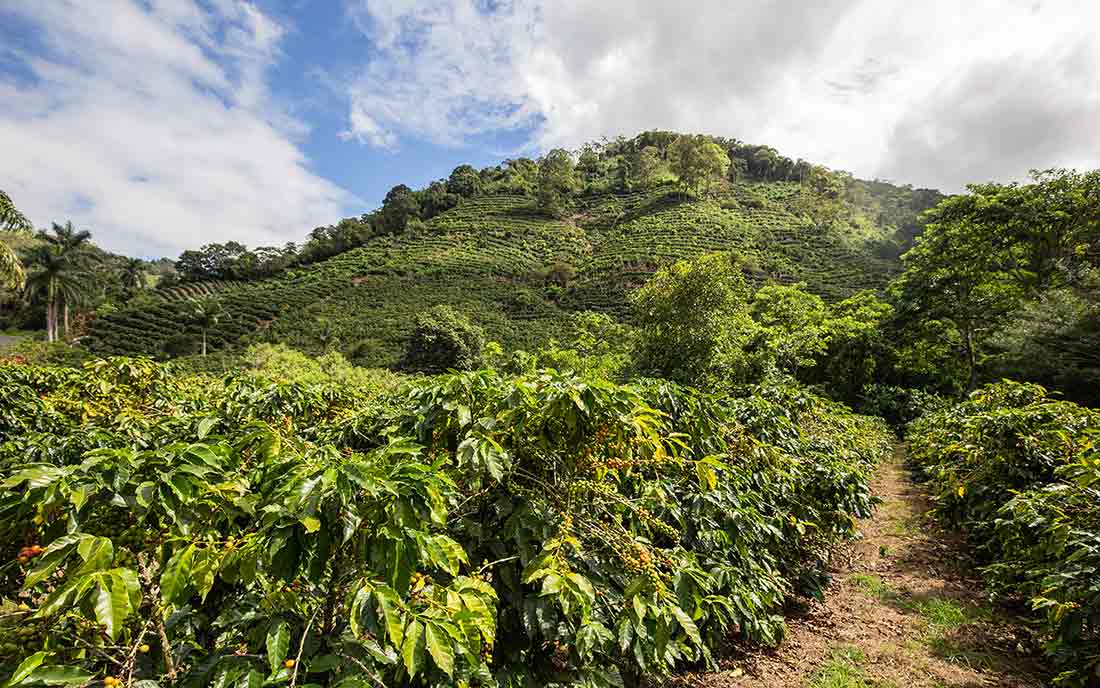 7 Interesting Costa Rica Coffee Facts